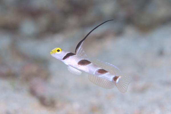 ヒレナガネジリンボウ