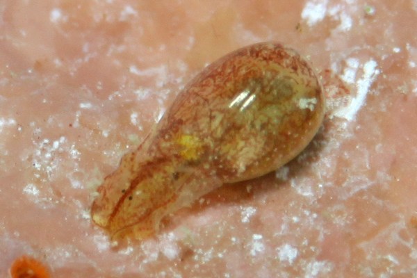 ブドウガイ科の一種