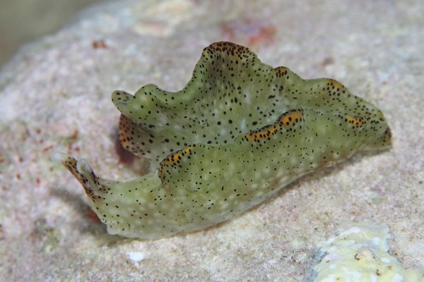 テンテンコノハミドリガイ