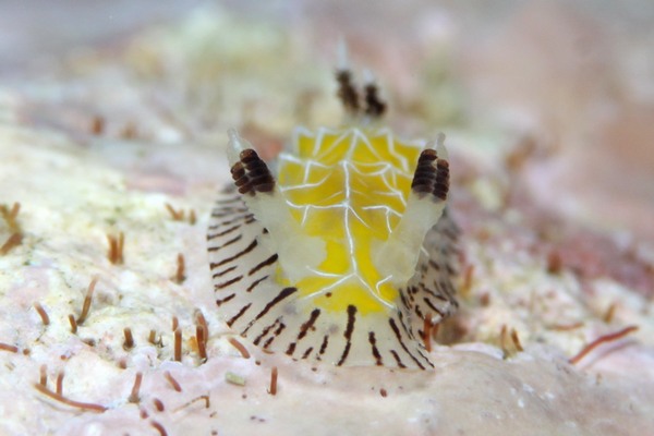 シロスジヒオドシウミウシ