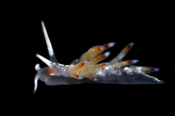 フジエラミノウミウシ属の一種