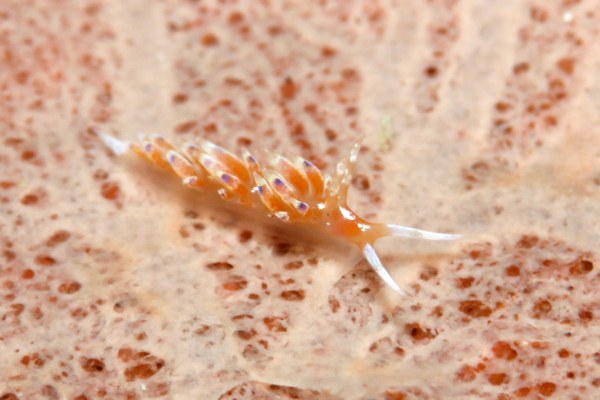 リンカミノウミウシ