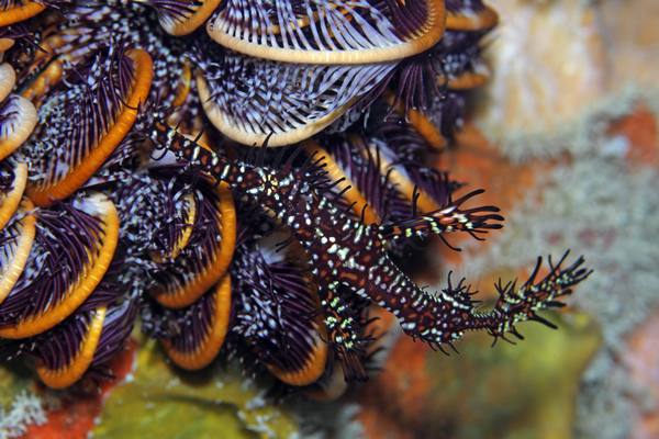 ニシキフウライウオ