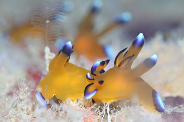 ウデフリツノザヤウミウシ