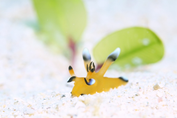 ウデフリツノザヤウミウシ