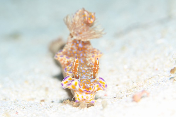 テヌウニシキウミウシ