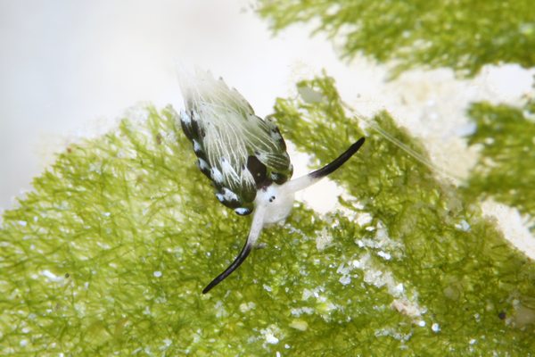 ウサギモウミウシ