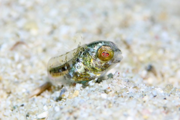 ハタタテギンポ