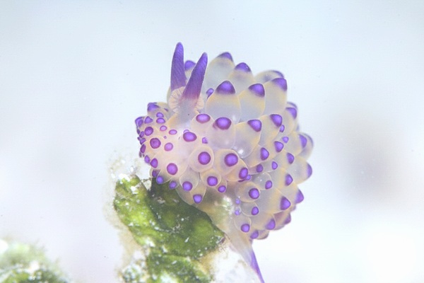 サーシャコヤナギウミウシ