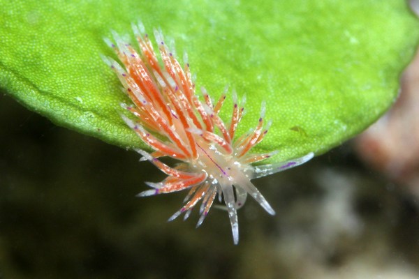 ユニデンティア・アリシャアエ