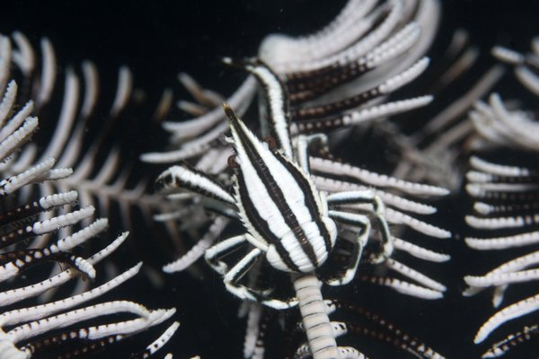 コマチコシオリエビ