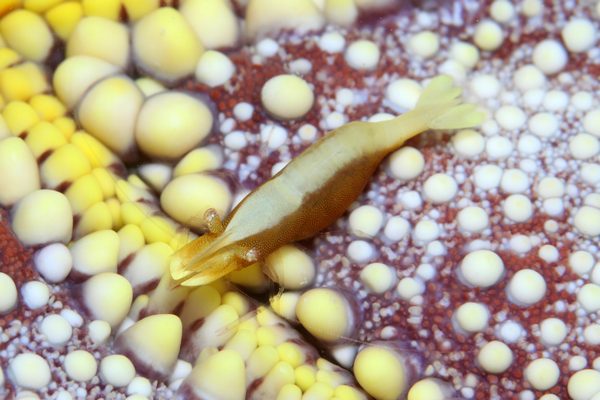 ヒトデヤドリエビ