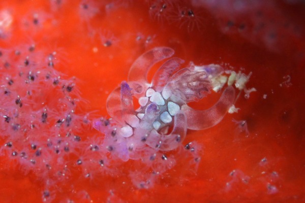 シラタマツガルウミウシ