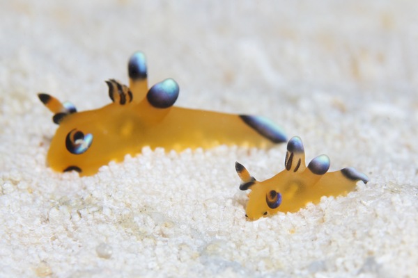 ウデフリツノザヤウミウシ