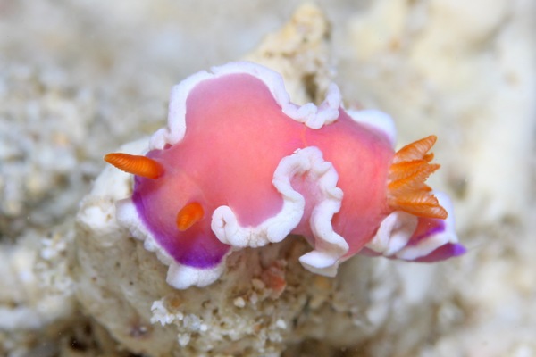 ラベンダーウミウシ