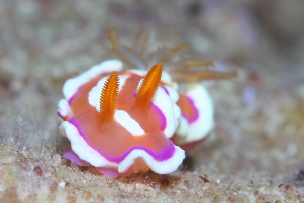 アラリウミウシ