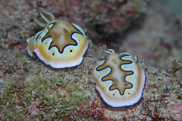 シラナミイロウミウシ