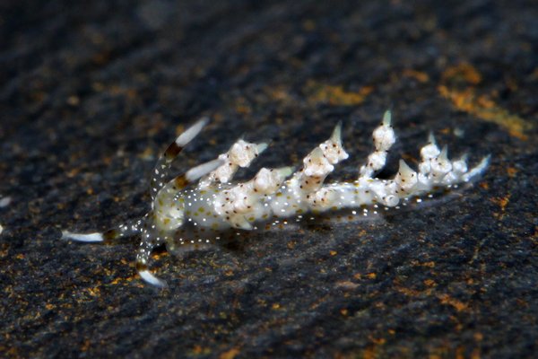 ホシクズミノウミウシ