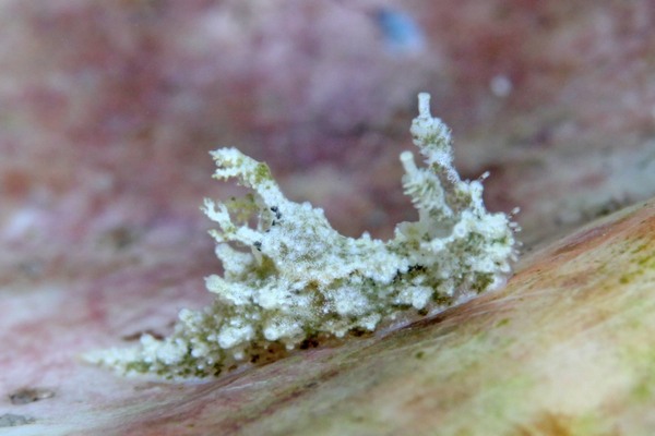 オウカンウミウシ