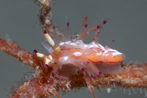 ユニデンティア・キク