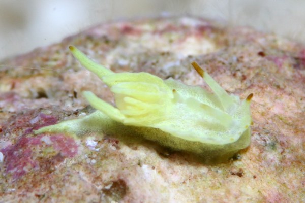 ゴニオドリデラ・ウニドンタ