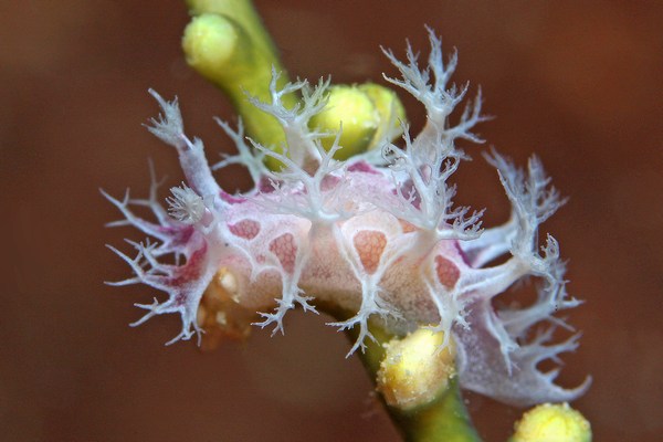 アミメハナガサウミウシ