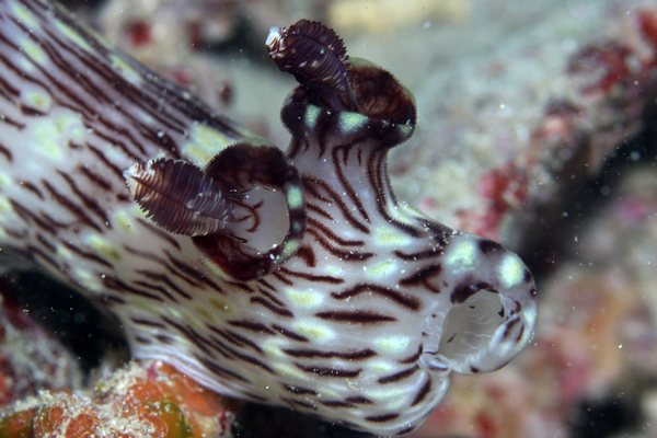 ブッシュドノエルウミウシ