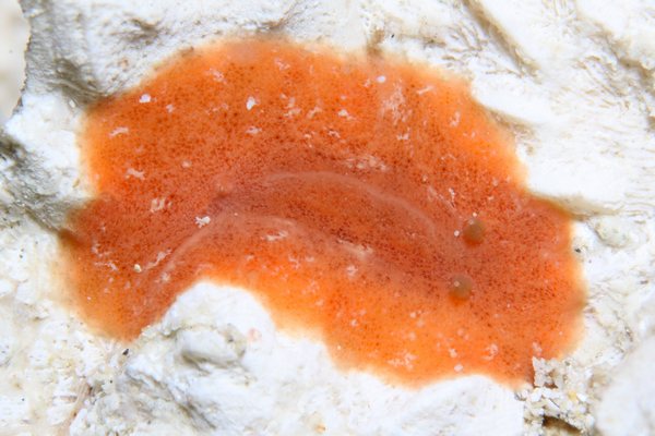 カザンウミウシ属の一種