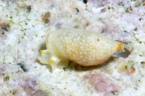 アカミミブドウギヌ