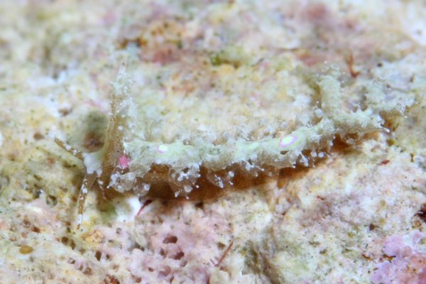 トゲミノウミウシ