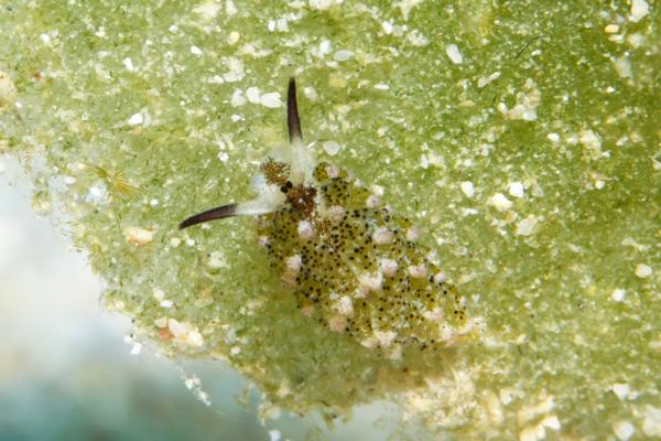 クサイロモウミウシ