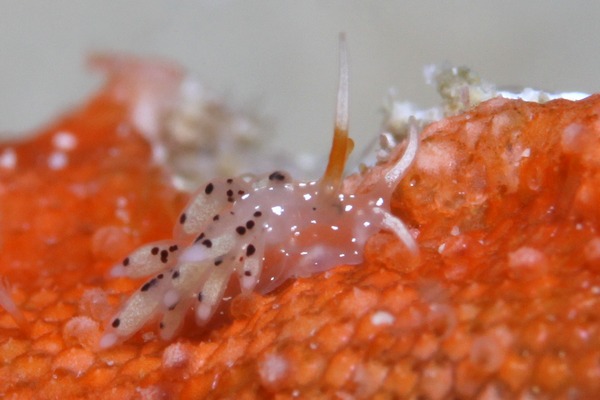 クサマミノウミウシ