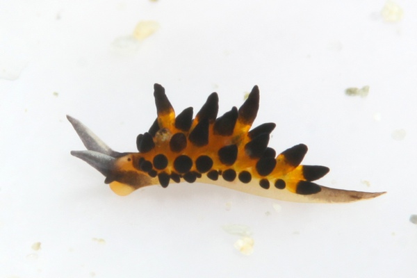 プラキダ・バラクオバマイ