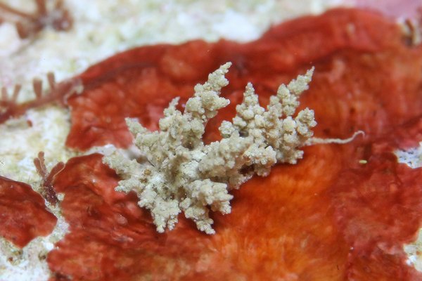 カラジシウミウシ