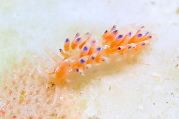 リンカミノウミウシ