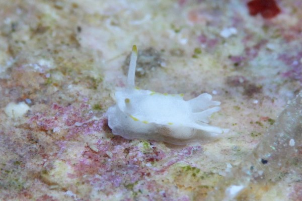 ゴニオドリデラ・ゲミナエ