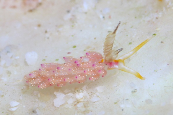 トモエミノウミウシ属の一種