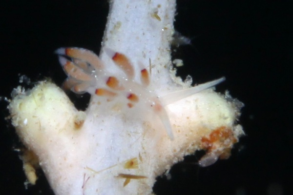 フジエラミノウミウシ属の一種