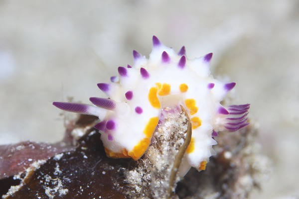 レンゲウミウシ