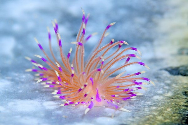 ユニデンティア・アリシャアエ