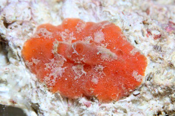 カザンウミウシ