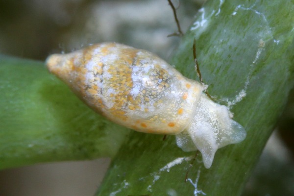 ウスカワブドウギヌ属の一種