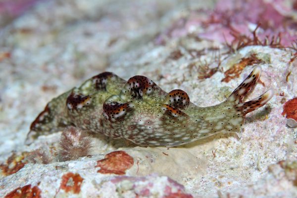 テンテンコノハミドリガイ