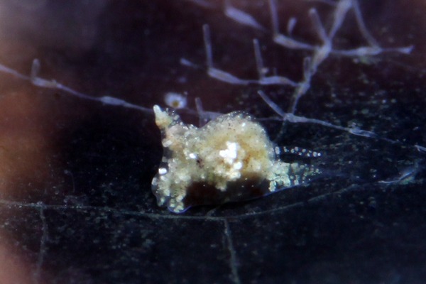 マメツブウミコチョウ