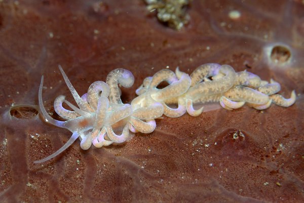 ハナビラミノウミウシ