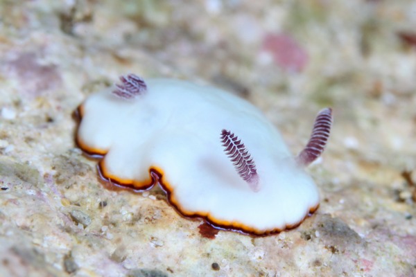 ハスイロウミウシ