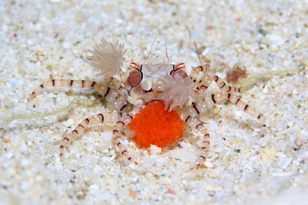 キンチャクガニ