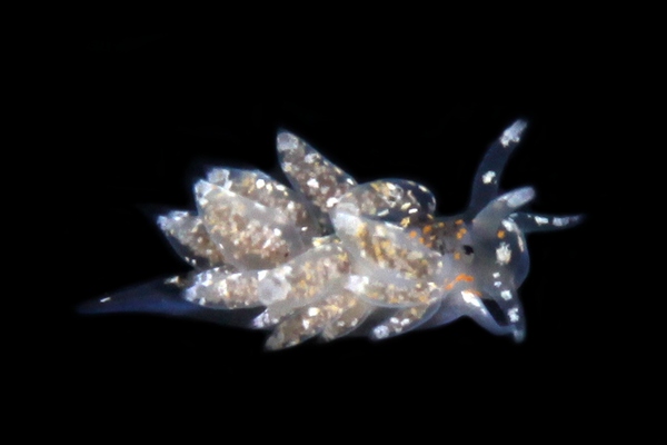 スナチゴミノウミウシ