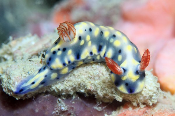 ホシゾラウミウシ