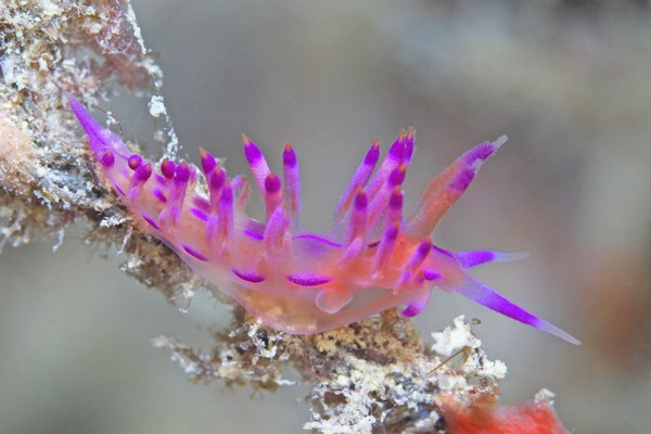 ロータスミノウミウシ